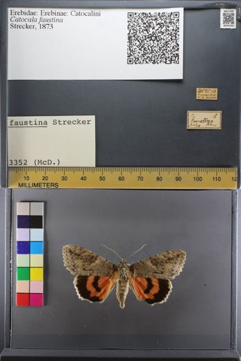 Media type: image;   Entomology 747651
